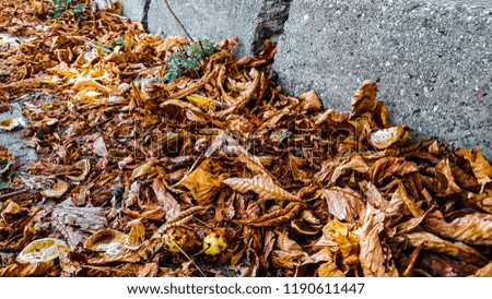 Fallen leafs in the autumn