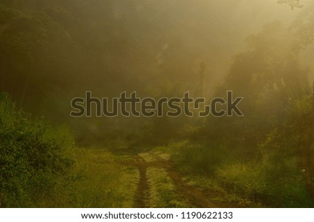 Sunlight helps adjust the landscape of the forest in the morning.
