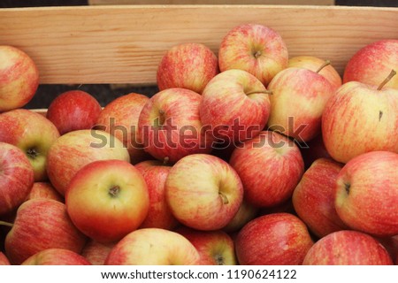 bright apples in the market