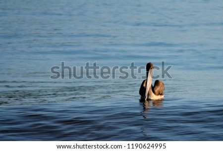 pelican in the sea
