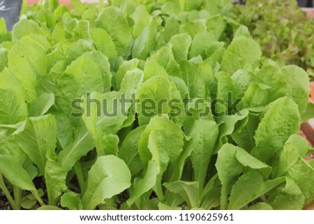 green salad in the market