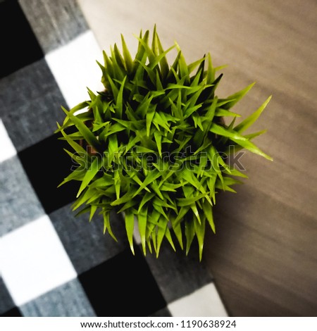 Artificial green plant, decorative desk with black and white checkered carpet.