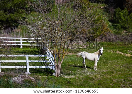 White horse near blooming tree at spring