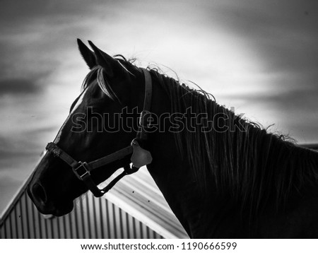 Black and white grayscale horse head silhouette portrait.
