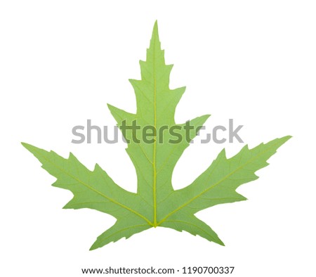 one green Silver Maple leaf with visible structure isolated on white background, clipping path