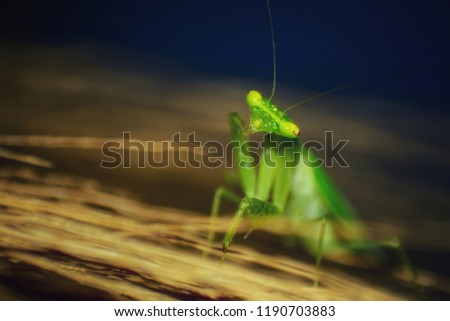 The Mantis are bright green and subtle in darkness. Mantis hiding in a haystack.macro