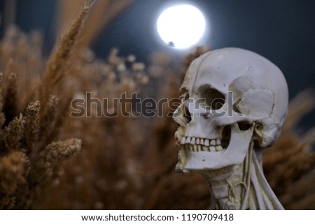 Halloween human skull isolate golden bright forest dark background . Horror ornament for party at night with free copy space for text.For advertisement 