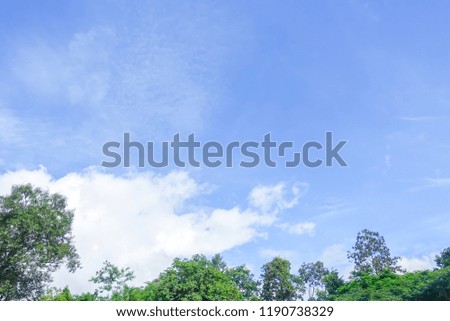Green tree leaves with blue sky
