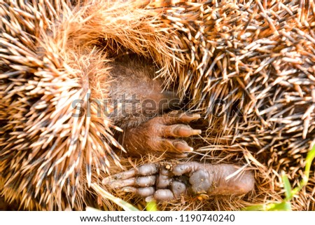 Photo  Picture of an European Hedgehog Mammal Animal