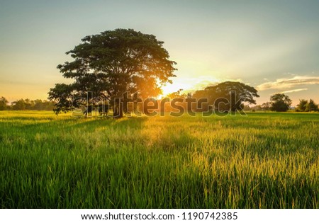 farming landscape picture of organic rice field in the morning sunrise 
