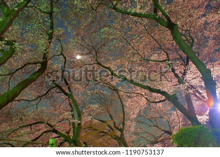 Cherry blossoms image