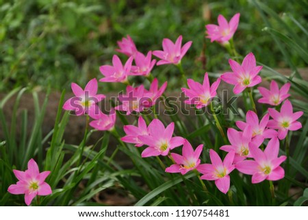 Beautiful​ Pink Rain lily, Beautiful flower field. (select focus)