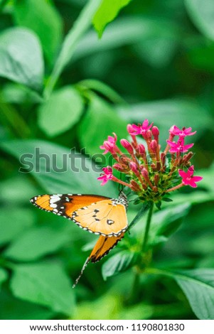 Plain tiger ( Danaus chrysippus ) butterfly on a purple flower in a botanical garden