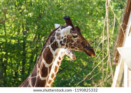Giraffe In The Nature Park. Beautiful Horizontal Green-Brown Background And Close Up.
