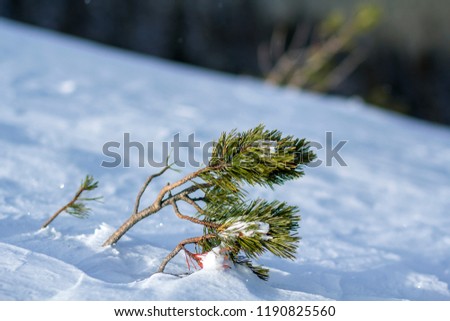 Young pine tree shoots with green long needles bent by wind covered with deep fresh clean snow on blurred white blue outdoors copy space background. Merry Christmas and Happy New Year greeting card.