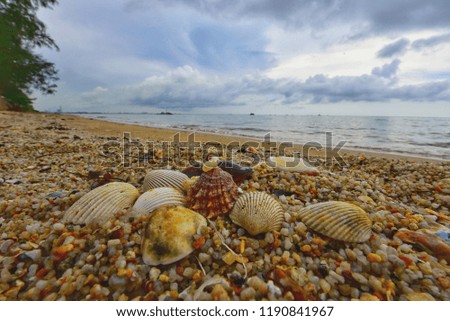 The shells are placed on the beach at dawn.