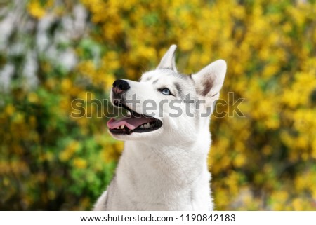 A young Siberian husky female dog is sitting near yellow flowers. A bitch has grey and white fur and blue eyes. The background is yellow and green colored. She looks up left.
