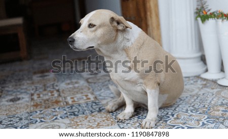 Cute dog waiting door