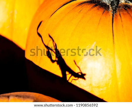 Abstract dark shadow on a pumpkin in the shape of an animal