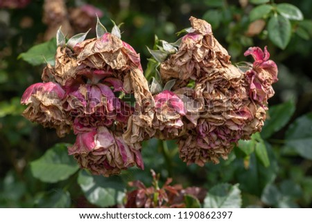 Color outdoor nature flower image of a fading lush bunch rose blossoms on natural blurred green background,symbolic age,decay,fade,wrinkled