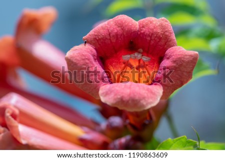 Color outdoor floral macro photo of a single isolated orange red shining trumpet creeper blossom on natural blurred blue and green background with copy space on a sunny summer day