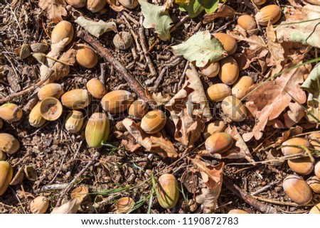 Background - autumn picture, acorns and leaves on the ground