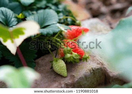 Ripe strawberries and immature strawberries
