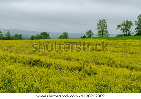 Lovely flowers in a field