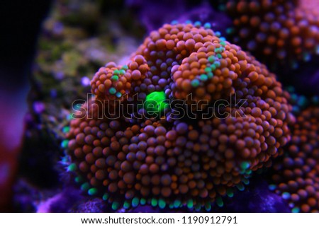 Ricordea mushroom is one of the most beautiful mushroom corals in the aquatic world 