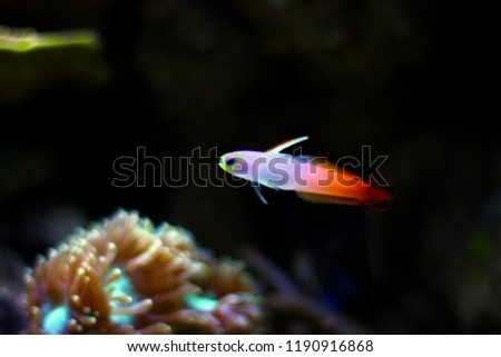 Firefish goby (Nemateleotris magnifica) 
