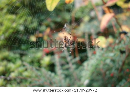 Big garden spider long legs on web, blurry green trees & red berries bush in background. Orb spider, Araneus Diadematus waits for a prey on wide white cobweb in summer. Nature, outdoor background.  