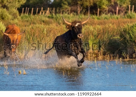Wild bulls in Camargue running in the river, beautiful light in evening
