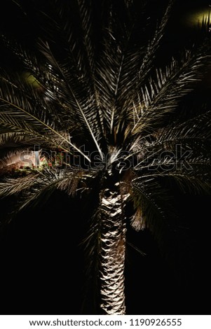 
palm trees in night spot lights