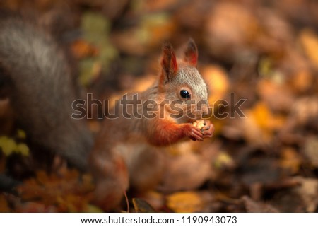 Squirrel eats walnut