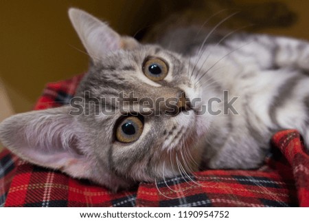Macro photography of the cat's face. Gray kitten on checkered fabric. Expressive facial expressions of the kitten. The Surprised Kitten