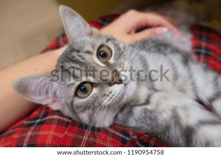 Macro photography of the cat's face. Gray kitten on checkered fabric. Expressive facial expressions of the kitten. Smiling kitten
