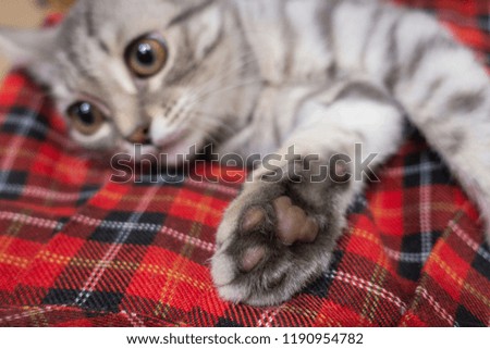 Macro photography of the cat's face. Gray kitten on checkered fabric. Expressive facial expressions of the kitten. Close-up of the foot