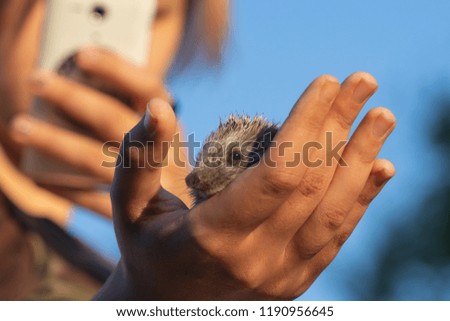 Small spiny hedgehog sits on the palm of a girl who takes pictures of him on a mobile phone. Outdoors selective focus image.