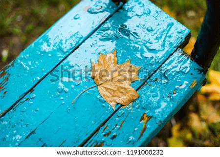 Bench in park, outdoor, rain, autumn. Wet yellow dry maple leaf, rainy weather. Autumn.