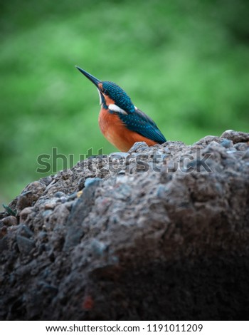 this picture is of a bird called kingfisher with the blue and green tone 