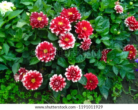 Colored peonies, beautiful white-scarlet flowers, nature, garden plants