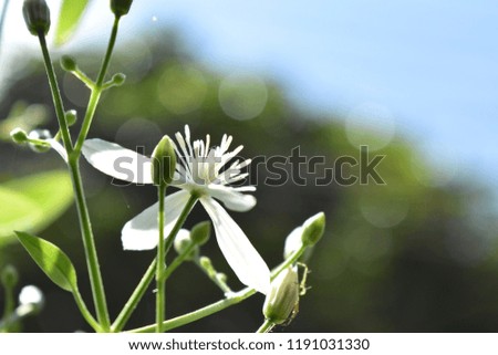 A single white flower in full bloom against a green background