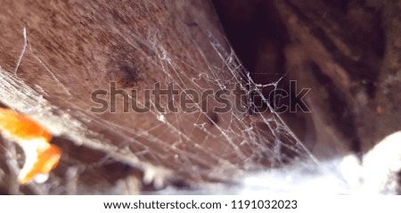 spiders web macro