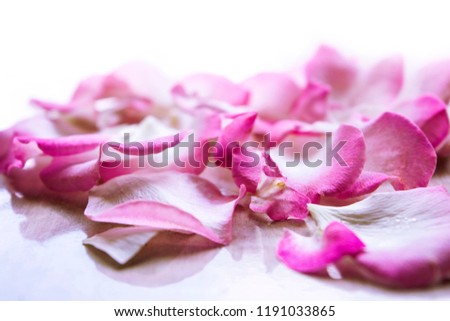 Pink white rose petals