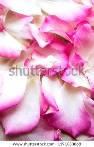 Pink white rose petals