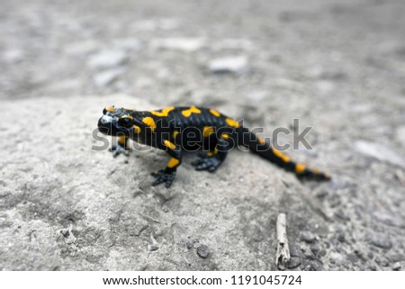 After the rain, a beautiful and rare legendary amphibian, the salamander, is hunted in the Carpathian Mountains. Bright colors warn that it is dangerous with poisonous skin