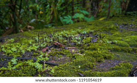 close up moss on the stone in the forest, tropical element background