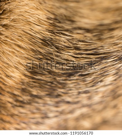 Wool on a cat as a background