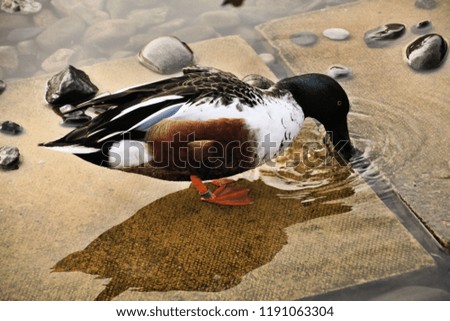 A picture of a Shoveller Duck