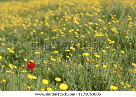 Poppy and hawkweed flowers in a field.